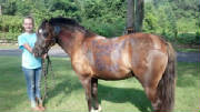 farm/bluemadison219.jpg